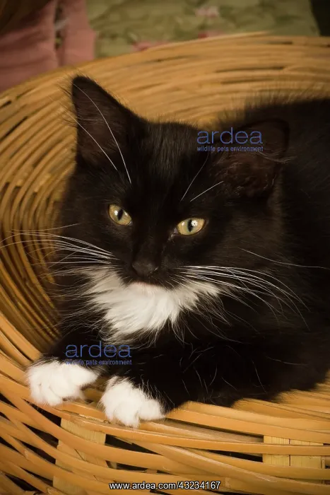 : Black & white short-haired kitten on hamper : Black & white short-haired kitten on hamper