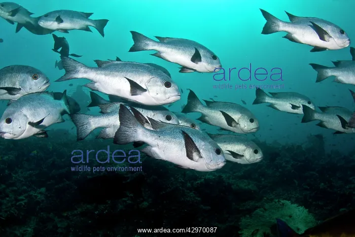 : Black and White Snapper : Black and White Snapper