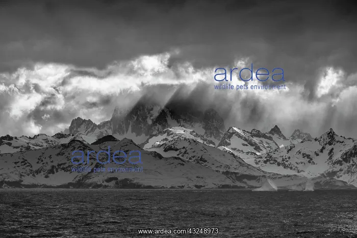 : Black and white of South Georgia Island. Opening : Black and white of South Georgia Island. Opening