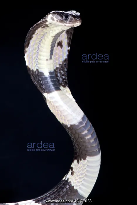 : Black and white spitting cobra (Naja siamensis) : Black and white spitting cobra (Naja siamensis)