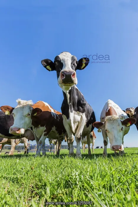: Black and white spotted cows, Simmental cattle on : Black and white spotted cows, Simmental cattle on