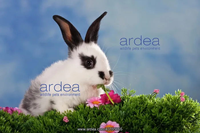 : Black-white spotted rabbit in flower meadow : Black-white spotted rabbit in flower meadow