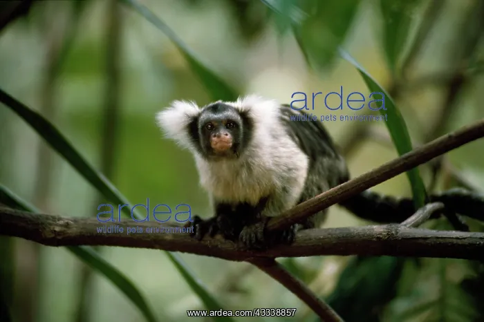 : Black and White Tassel-ear Marmoset / Santarem : Black and White Tassel-ear Marmoset / Santarem