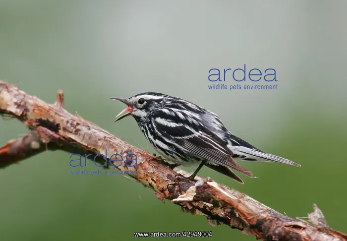 : Black & White Warbler : Black & White Warbler