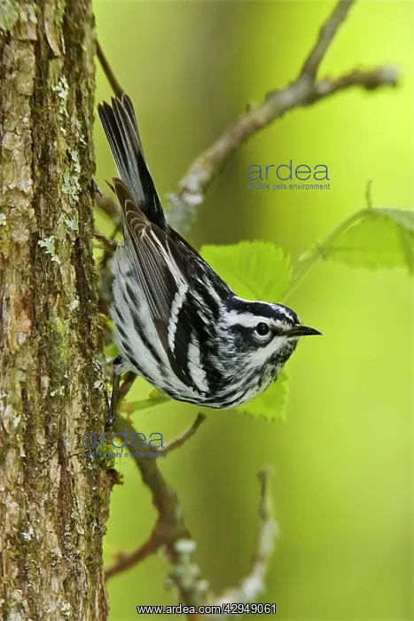 : Black and White Warbler : Black and White Warbler