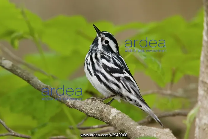 : Black and White Warbler : Black and White Warbler