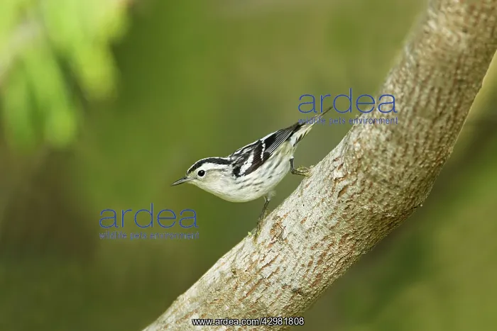 : Black and White Warbler : Black and White Warbler