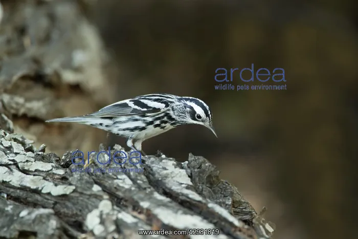 : Black and White Warbler : Black and White Warbler