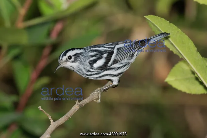: Black and White Warbler : Black and White Warbler