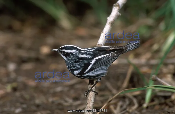 : Black and White Warbler : Black and White Warbler