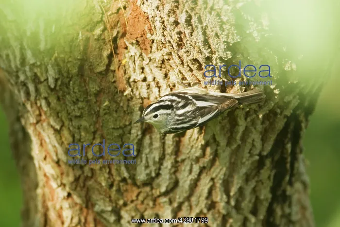 : Black and White Warbler - hunting for insects : Black and White Warbler - hunting for insects