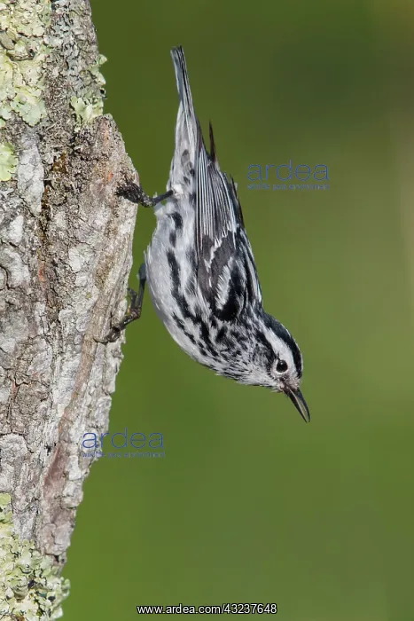 : Black and White Warbler Mniotilta varia singing from de : Black and White Warbler Mniotilta varia singing from de