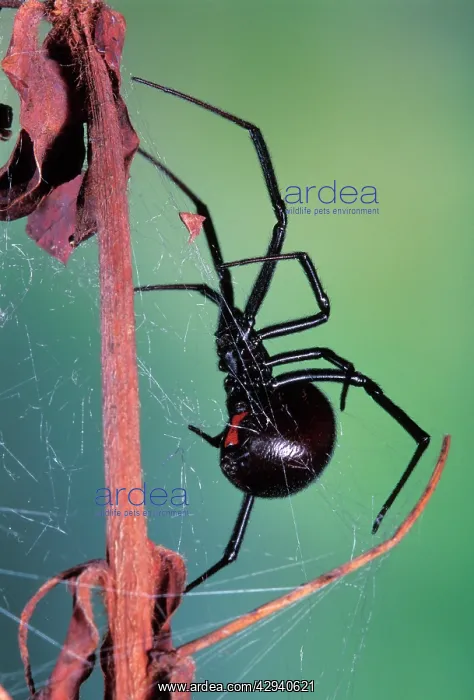  : Black Widow