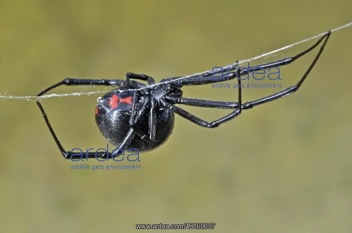 : Black Widow Spider : Black Widow Spider