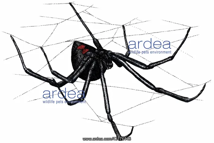 : Black Widow Spider : Black Widow Spider