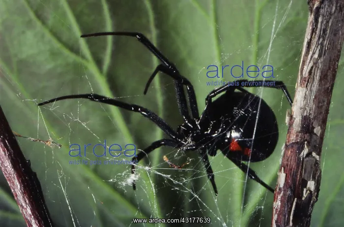 : Black Widow Spider : Black Widow Spider