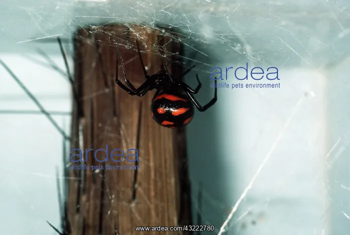 : BLACK WIDOW SPIDER : BLACK WIDOW SPIDER