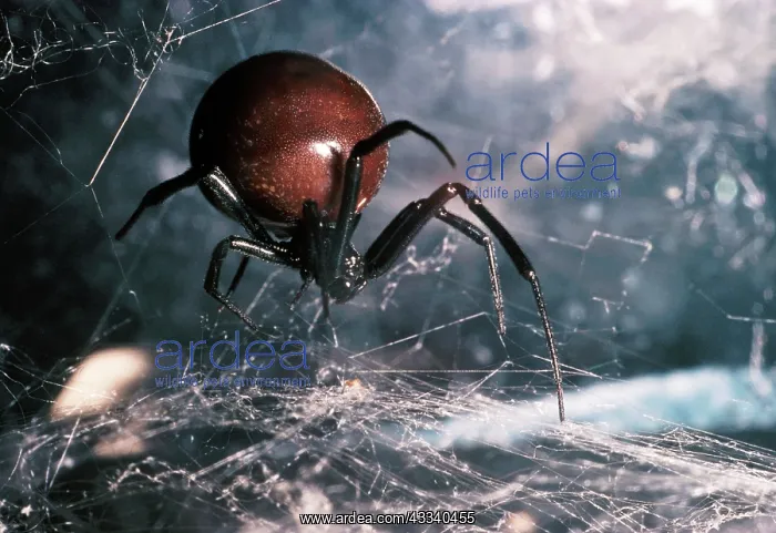 : BLACK WIDOW SPIDER : BLACK WIDOW SPIDER
