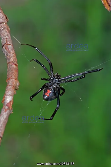: Black Widow Spider - Female : Black Widow Spider - Female