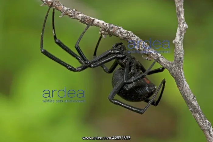 : Black Widow Spider - female : Black Widow Spider - female