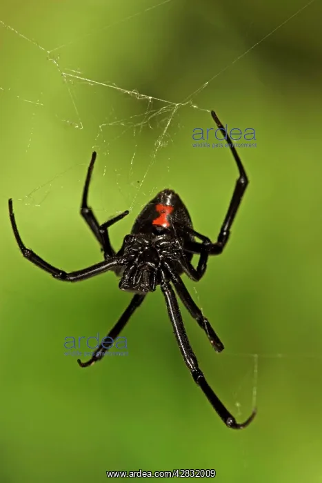 : Black Widow Spider - female : Black Widow Spider - female