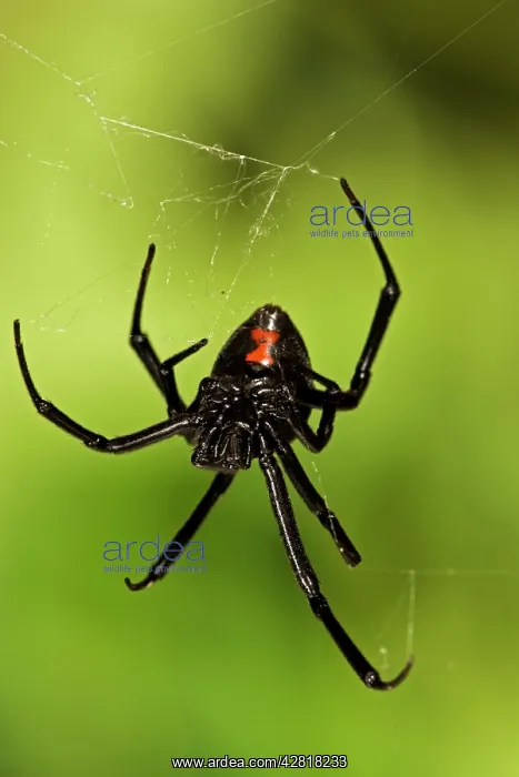 : Black Widow Spider - Female, venomous : Black Widow Spider - Female, venomous