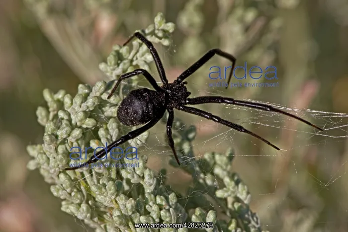 : Black Widow Spider - Female in web : Black Widow Spider - Female in web