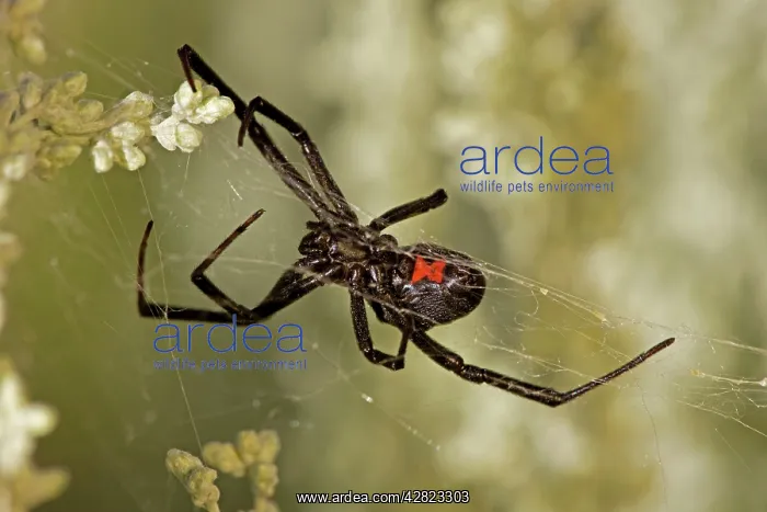 : Black Widow Spider - Female in web : Black Widow Spider - Female in web