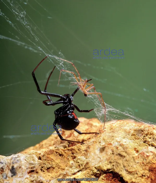 : Black Widow Spider - showing large black female : Black Widow Spider - showing large black female