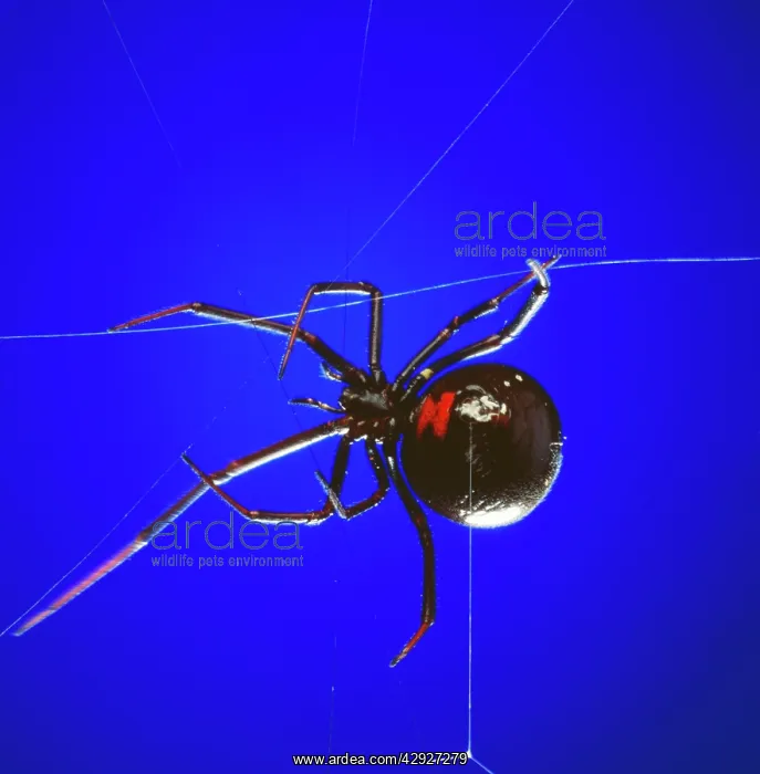 : Black Widow Spider - spinning web : Black Widow Spider - spinning web