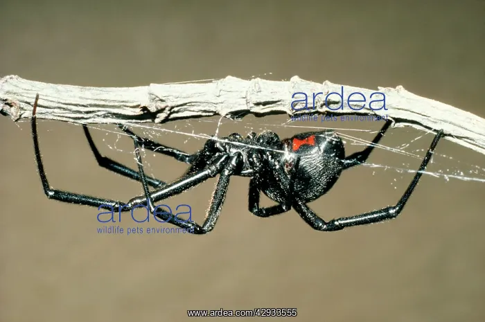 : BLACK WIDOW SPIDER - ON WEB, DEADLY : BLACK WIDOW SPIDER - ON WEB, DEADLY
