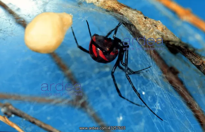 : BLACK WIDOW SPIDER - in web showing egg case : BLACK WIDOW SPIDER - in web showing egg case