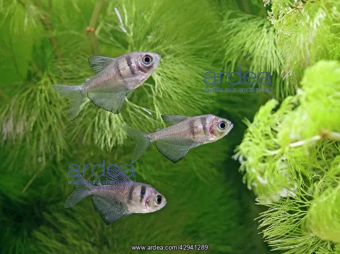: Black widow tetras - side view, tropical freshwater : Black widow tetras - side view, tropical freshwater