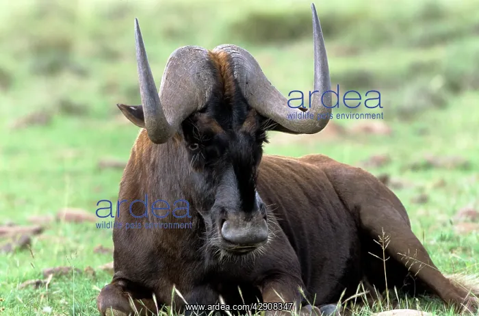 : Black WILDEBEEST : Black WILDEBEEST