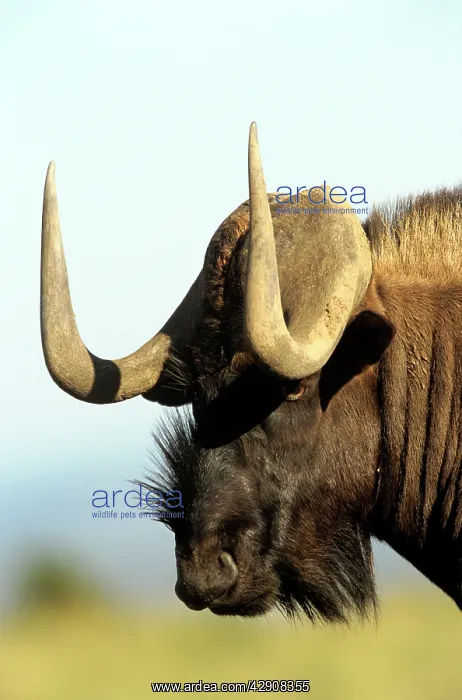 : Black WILDEBEEST : Black WILDEBEEST