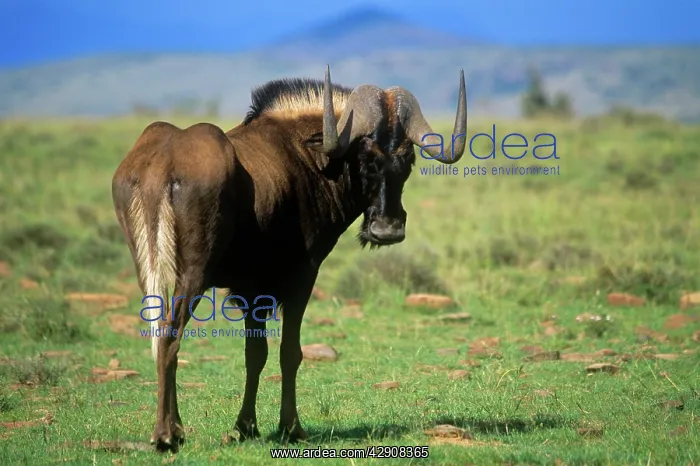 : Black WILDEBEEST : Black WILDEBEEST