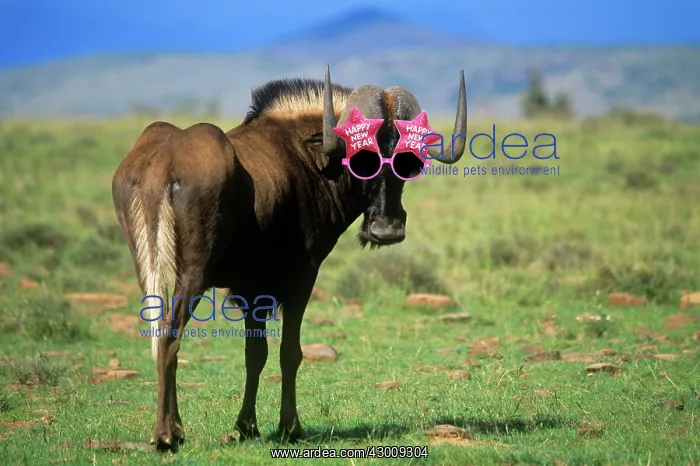 : Black WILDEBEEST / Gnu wearing Happy New year : Black WILDEBEEST / Gnu wearing Happy New year