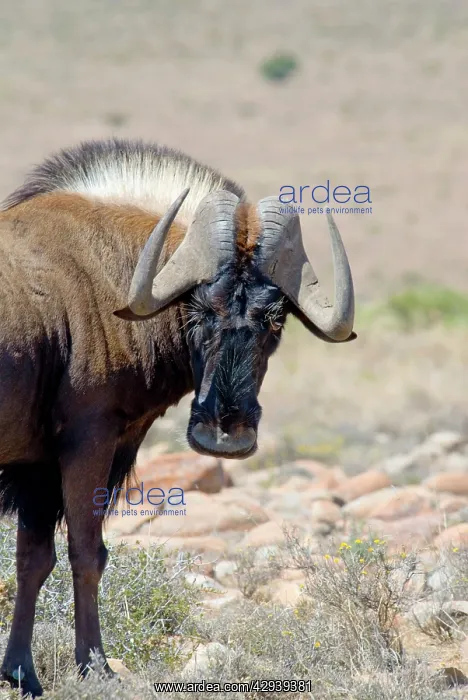  : Black Wildebeest  /  White-tailed Gnu - close up