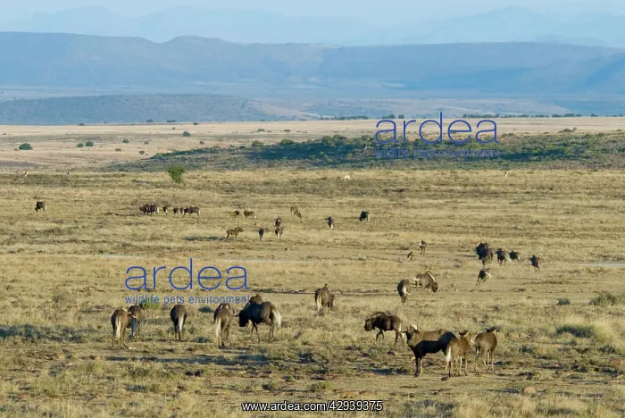 : Black Wildebeest / White-tailed Gnu - herd in typical : Black Wildebeest / White-tailed Gnu - herd in typical