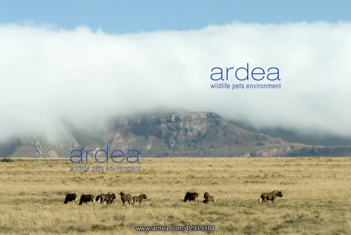 : Black Wildebeest / White-tailed Gnu - herd in typical : Black Wildebeest / White-tailed Gnu - herd in typical