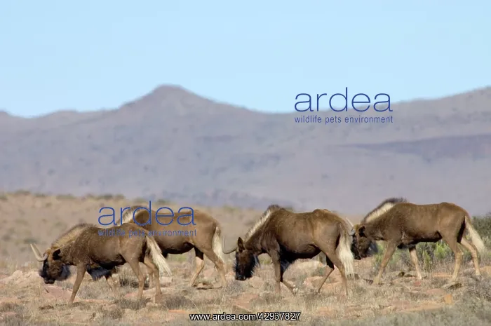 : Black Wildebeest / White-tailed Gnu - Part of herd walking : Black Wildebeest / White-tailed Gnu - Part of herd walking