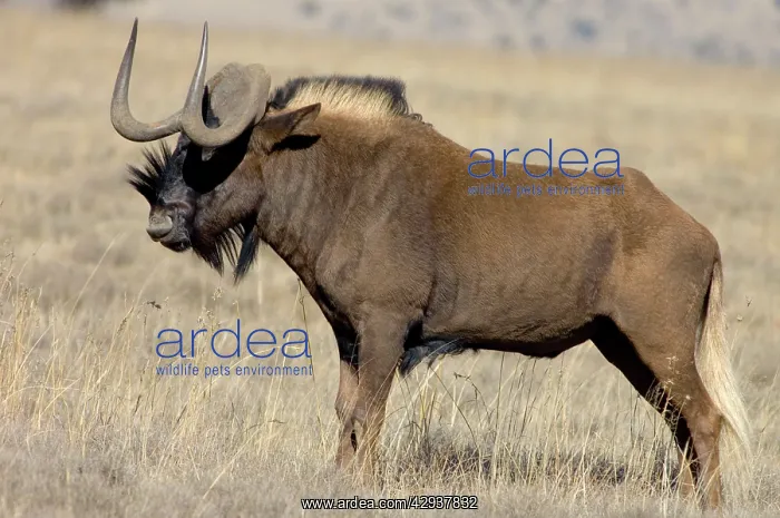 : Black Wildebeest / White-tailed Gnu - Mature bull : Black Wildebeest / White-tailed Gnu - Mature bull