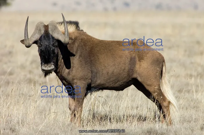 : Black Wildebeest / White-tailed Gnu - Mature bull : Black Wildebeest / White-tailed Gnu - Mature bull