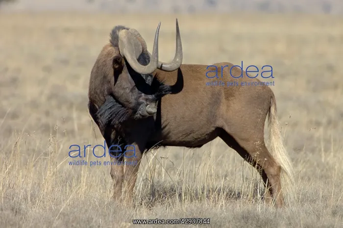 : Black Wildebeest / White-tailed Gnu - Mature bull : Black Wildebeest / White-tailed Gnu - Mature bull