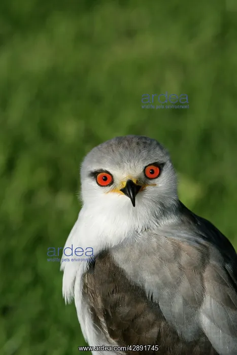 : Black-winged / Black-shouldered Kite : Black-winged / Black-shouldered Kite