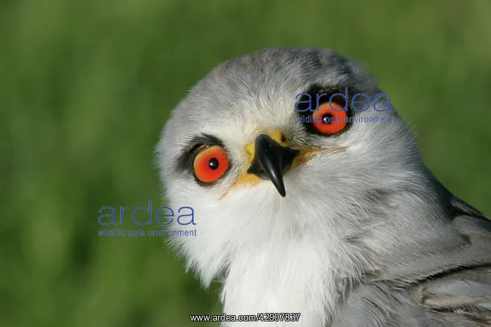  : Black-winged  /  Black-shouldered Kite