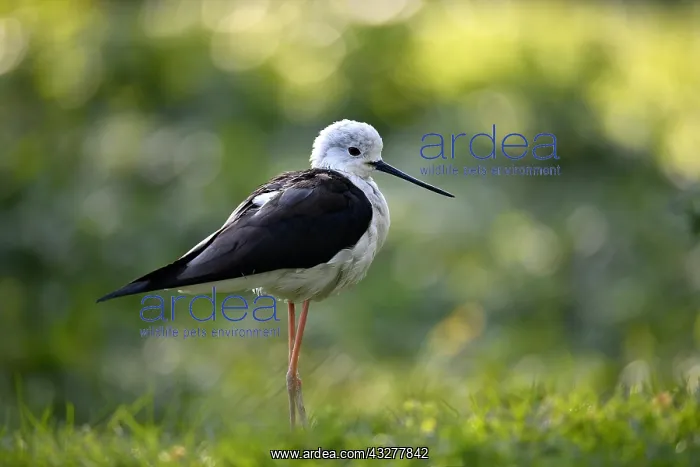 : Black-winged Black-winged Stilt (Himantopus himantopus) : Black-winged Black-winged Stilt (Himantopus himantopus)