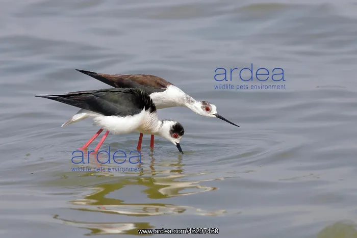  : Black-winged Black-winged Stilt (Himantopus himantopus)