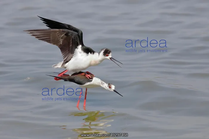  : Black-winged Black-winged Stilt (Himantopus himantopus)