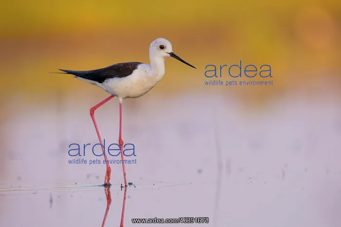 : Black-winged Black-winged Stilt (Himantopus himantopus) : Black-winged Black-winged Stilt (Himantopus himantopus)